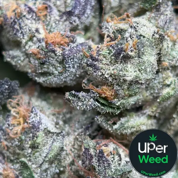 Blue Cookies