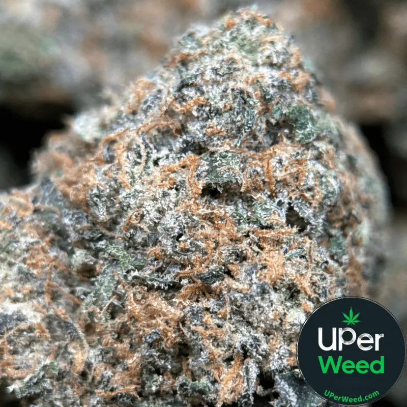 BC Alien Cream Cake photo 1